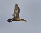 Cormorant IMG_1217.jpg