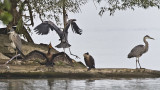 Cormorant and Heron. IMG_1614.jpg