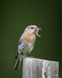 Eastern Bluebird IMG_7832.jpg