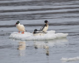 Mergansers._W7A4521.jpg