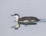 Red-throated Loon._W7A4509.jpg