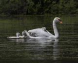 Mute Swans._W7A0407.jpg