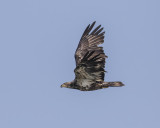 Bald Eagle Juvenile._W7A0135.jpg