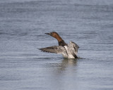 Canvasback._W7A3236.jpg