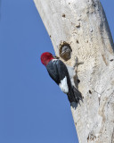 Red-headed Woodpecker._W7A0813.jpg