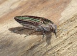 MetalicWoodborer12.jpg