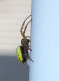 SixSpottedOrbWeaver3.jpg