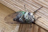 Cicada13.jpg