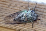 Cicada14.jpg