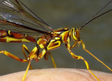 GiantIchneumonWasp7.jpg