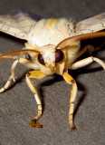 BandedTussockMoth5.jpg