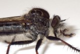 Robberfly43.jpg