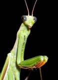 PrayingMantis17.jpg