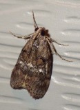 MapleWebwormMoth2.jpg