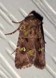 BristlyCutwormMoth4.jpg