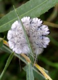HickoryTussockMothCaterpillar13.jpg