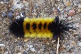 SpottedTussockMothCaterpillar3.jpg