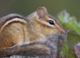 Chipmunk35.jpg