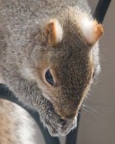 GraySquirrel27.jpg