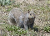 GraySquirrel44R.jpg