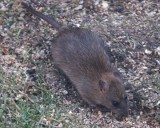 FieldMouse10.jpg