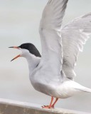 CommonTern47.jpg