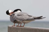 CommonTern54.jpg