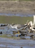 GreaterYellowLegs56.jpg