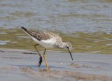 GreaterYellowLegs58.jpg