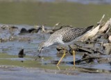 GreaterYellowlegs52R.jpg