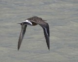 HudsonianGodwit1.jpg