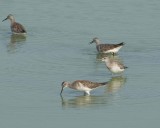 LesserYellowlegs35.jpg