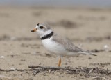 PipingPlover23.jpg