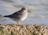 PurpleSandpiper37.jpg