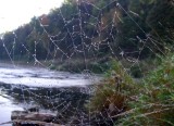 Spiderweb10.jpg