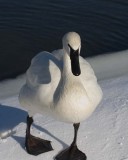 TrumpeterSwan4R.jpg