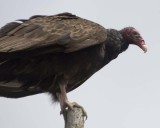 TurkeyVulture153.jpg