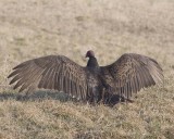 TurkeyVulture54R.jpg