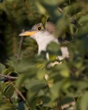 YellowBilledCuckoo3R.jpg