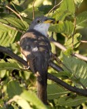 YellowBilledCuckoo4R.jpg