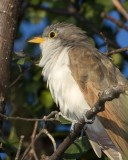 YellowBilledCuckoo6R.jpg