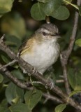 RedEyedVireo16R.jpg