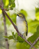 WhiteEyedVireo12R.jpg