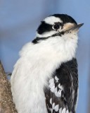 DownyWoodpecker31R.jpg