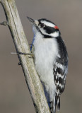 DownyWoodpecker51R.jpg