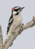 DownyWoodpecker57R.jpg