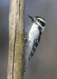 DownyWoodpecker60R.jpg