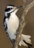 HairyWoodpecker12R.jpg