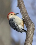 RedBelliedWoodpecker27.jpg