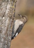 RedHeadedWoodpecker37.jpg